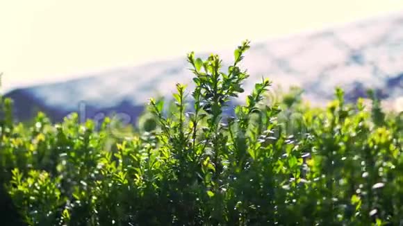 近距离看黄杨树叶在风中摇曳在阳光下摇曳多汁的绿色黄杨木灌木丛生长观赏常绿苗圃视频的预览图