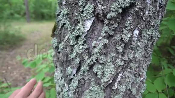 男人手上的特写触摸森林中的桦树树干人与自然钦佩视频的预览图