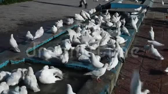 鸽子在喷泉里打扫自己视频的预览图