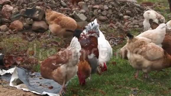 鸡舍里的鸡有机农业欧洲视频的预览图