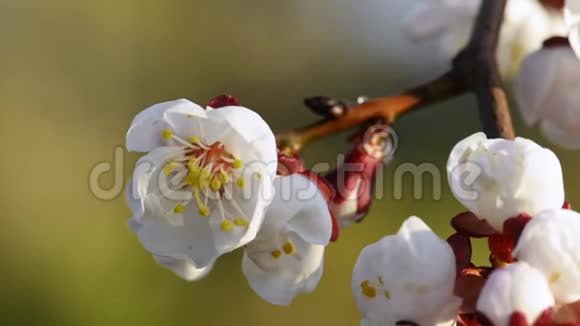 春天盛开的杏花视频的预览图