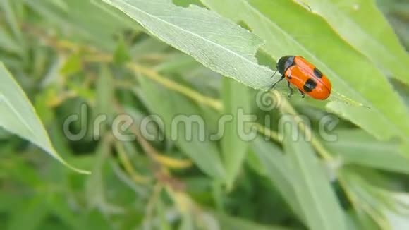 德国树叶上的蚂蚁袋甲虫视频的预览图