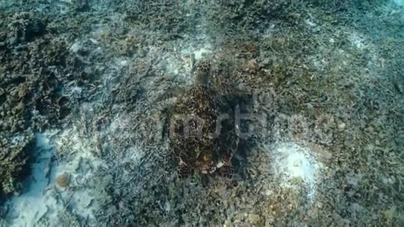 游泳海龟和沙质海床水下视频从水肺潜水与海龟野生海洋动物视频的预览图