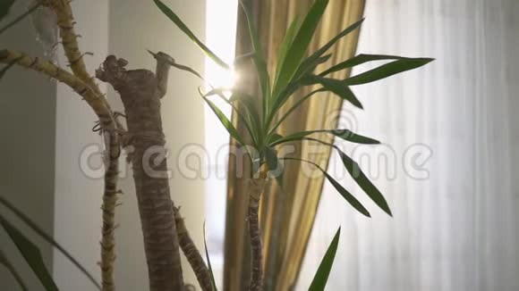 房子里长大的小棕榈树太阳从窗帘后面闪闪发光相机向左移动视频的预览图