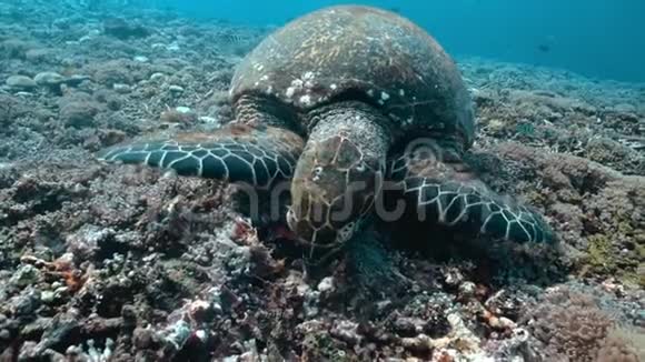 海龟游过珊瑚礁的边缘坚硬而柔软的珊瑚进入蓝色的深海水域拉贾视频的预览图