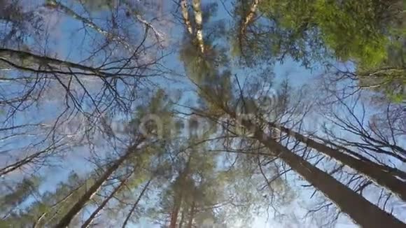 360旋转全景森林时光流逝树冠美丽的晴天视频的预览图
