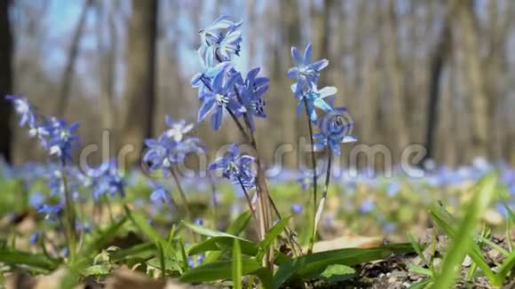 森林中的特写西伯利亚雪或蓝色雪花第一朵春花在阳光明媚的阳光下随风摇摆视频的预览图
