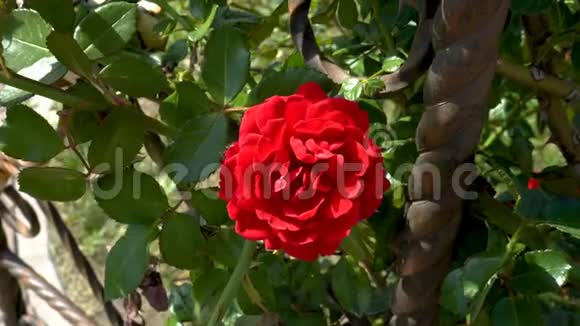 一朵盛开的红色装饰玫瑰在绿色的灌木丛中特写在阳光明媚的日子里随风摆动从视频的预览图