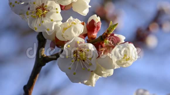 春天盛开的杏花视频的预览图