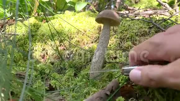 马氏采摘器在寻找蘑菇并用一把刀切下来视频的预览图