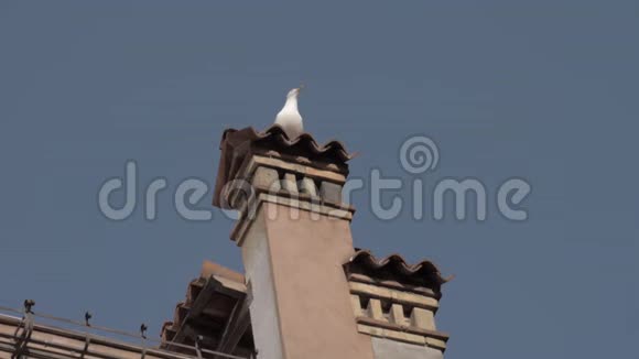 一只海鸥缓慢地坐在古老的威尼斯烟囱上视频的预览图