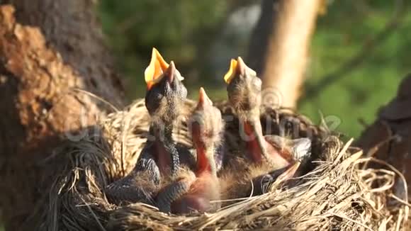 新孵出的雏鸟在巢中饥饿并要求食物与开放的喙视频的预览图