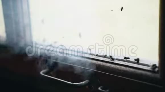 当烟雾击中苍蝇时一群苍蝇会发疯很酷的昆虫镜头视频的预览图