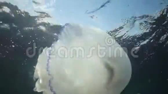水母和鱼共生根瘤水母海蜇在水柱中游动黑海视频的预览图