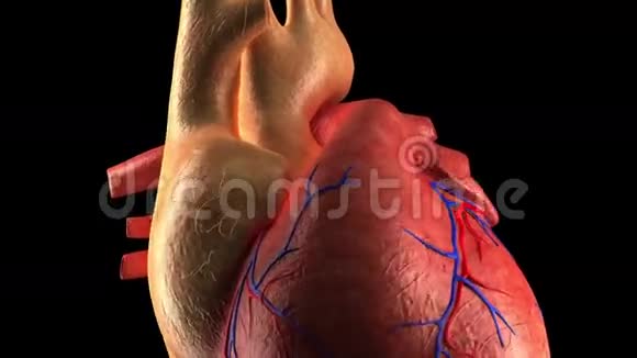 心脏解剖人体心脏跳动视频的预览图