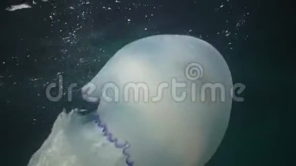水母和鱼共生根瘤水母海蜇在水柱中游动黑海视频的预览图
