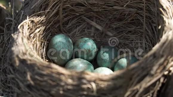 在早春的阳光下一只野鹅的蛋躺在巢里视频的预览图