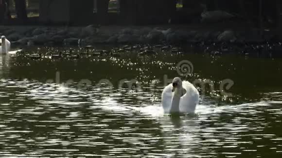 湖中的白天鹅视频的预览图