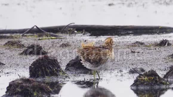 鸟类常见的蛇盖利那戈盖里纳戈躲在沼泽的凸起后面站立并清理羽毛视频的预览图