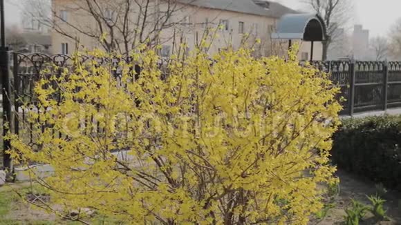连翘灌木开黄色的花阳光明媚的春天灌木丛开始开黄花美丽的灌木丛视频的预览图