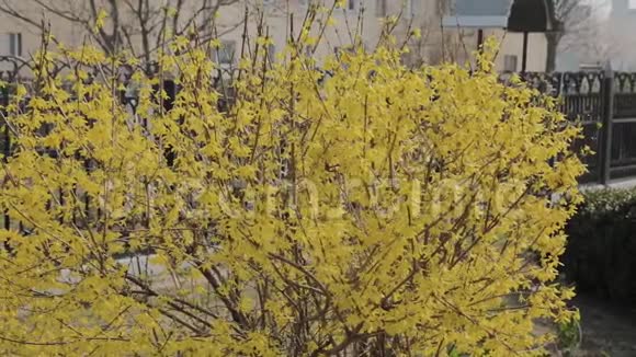 连翘灌木开黄色的花阳光明媚的春天灌木丛开始开黄花美丽的灌木丛视频的预览图