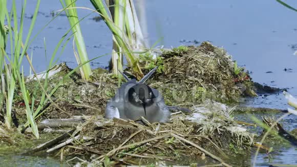 鸟黑燕鸥坐在巢上睡觉巢位于沼泽腐殖质上视频的预览图
