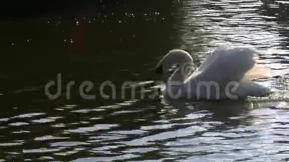 湖中的白天鹅视频的预览图