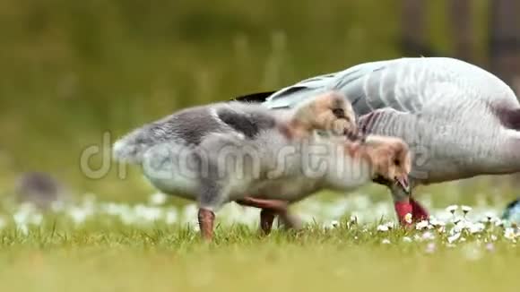 可爱的小鹅在草坪上吃东西视频的预览图