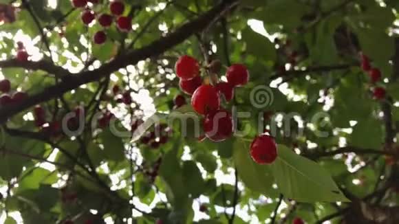 樱桃树的一根树枝上面有一大串樱桃视频的预览图