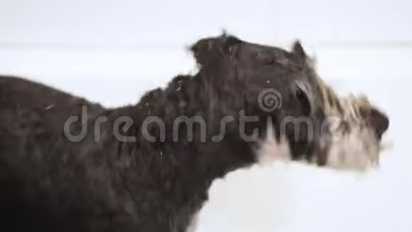 有趣的雪纳泽狗在狗美容沙龙洗澡后慢动作飞溅视频的预览图