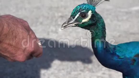 一只美丽的孔雀吃人手里的食物视频的预览图