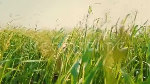 一个穿着鲜艳橙色T恤的男孩从高高的绿草中跳出来孩子躲在草地上视频的预览图