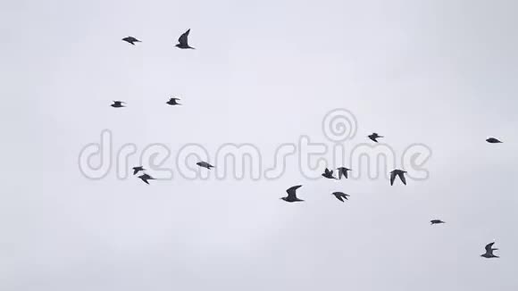 一群乌贼在多云的天空中飞翔视频的预览图