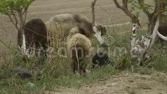 绵羊吃草和树叶视频的预览图