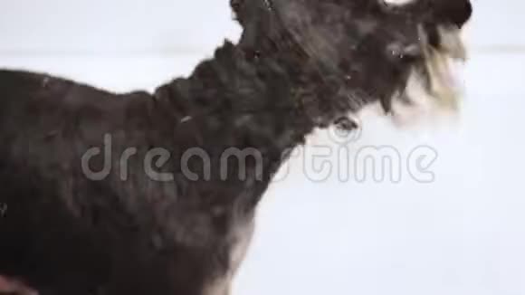 有趣的雪纳泽狗在狗美容沙龙洗澡后慢动作飞溅视频的预览图