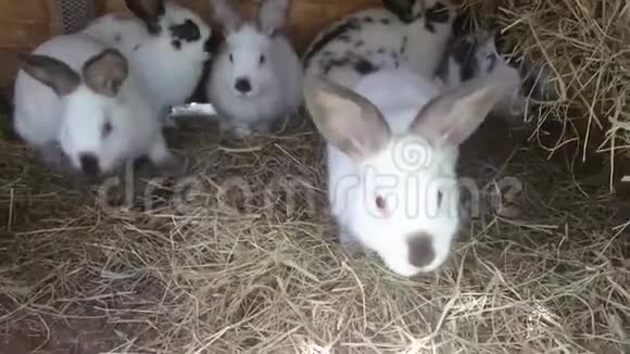 兔子窝里的兔子放松和吃干草视频的预览图