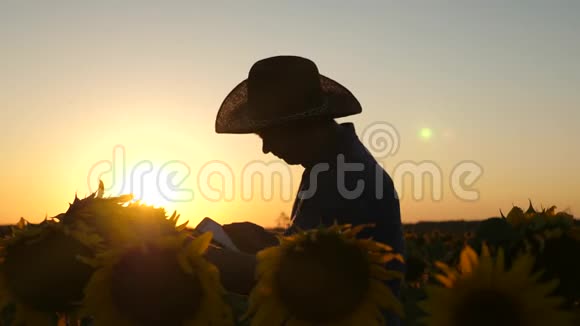 农业经营理念一个农学家的剪影坚持向日葵的花和种子商人视频的预览图