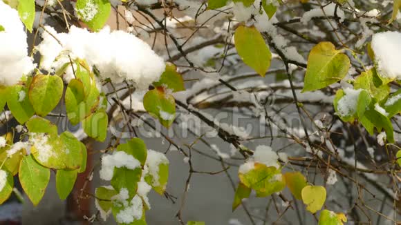 深秋的普通丁香或普通丁香的初雪缓慢融化视频的预览图