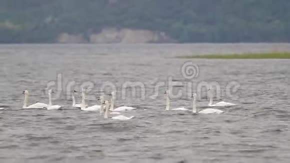 一群白色天鹅在河上游泳视频的预览图