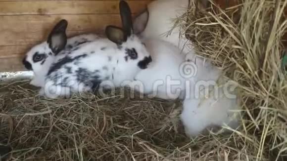 兔子窝里的兔子放松和吃干草视频的预览图