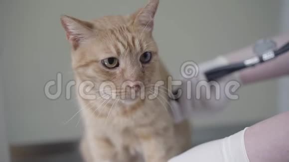 兽医医生用听诊器检查姜猫戴手套的手坐在桌子上的动物视频的预览图
