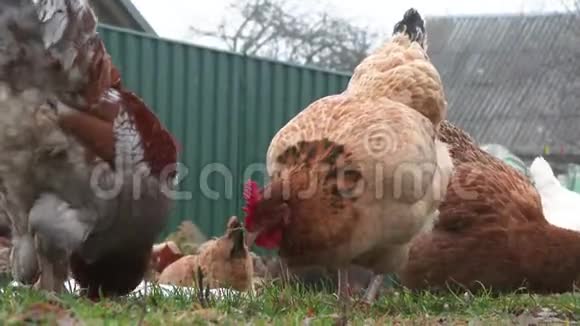 鸡舍里的鸡有机农业欧洲视频的预览图