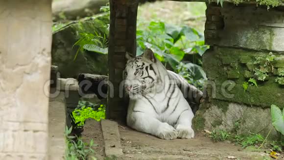 白虎在动物园休息视频的预览图