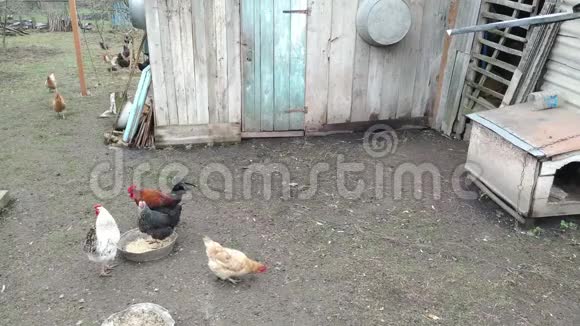 公鸡在乌克兰的院子里打架视频的预览图