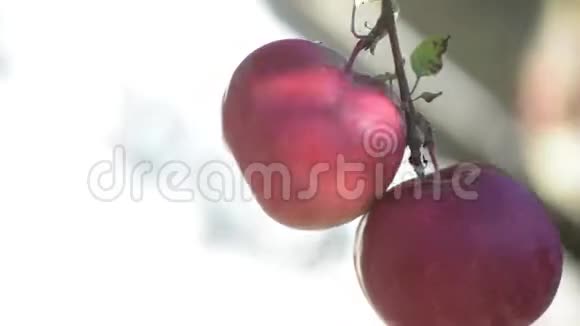 花园里种了两个红苹果视频的预览图