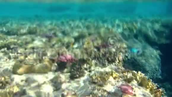 在热带珊瑚礁上空盘旋视频的预览图