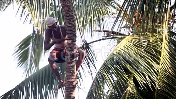 有人用砍刀砍倒棕榈树干视频的预览图