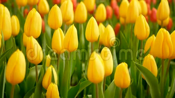 4K春天郁金香花田的五颜六色黄色的郁金香视频的预览图
