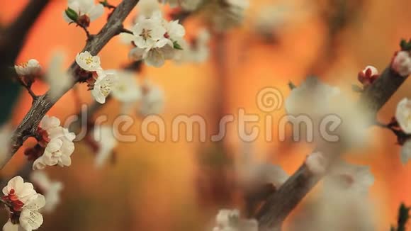 杏树花开蜂高清镜头花园视频的预览图