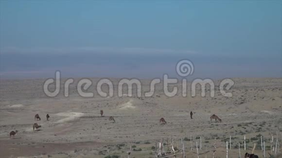 有放牧骆驼的沙漠景观视频的预览图